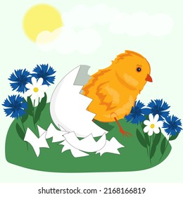 bird chicken small cute animal art illustration 