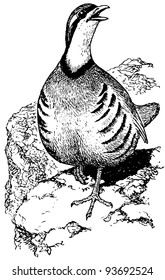 Bird Chukar Partridge