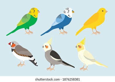 Bird Cockatiel Canary Finch Parakeet Illustration Drawing Vector Graphic Cartoon Set Collection
