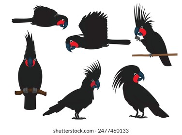 Bird Cockatoo Palm Black Parrot Poses Vector Illustration