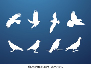 bird collection
