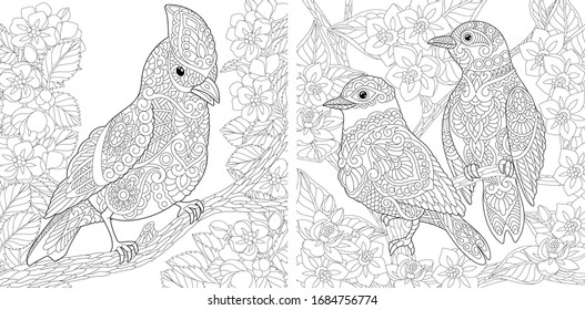 Colección de aves. Coloriendo páginas. Un par de pájaros sentados en la rama de un árbol que florece cerezo. Diseño de líneas de arte para adultos o niños coloreando libros en estilo zentangle. Ilustración vectorial.