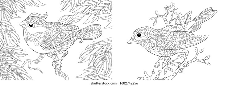 Colección de aves.Coloriendo páginas. Pájaros decorativos en el jardín. Diseño de líneas de arte para adultos o niños coloreando libros en estilo zentangle. Ilustración vectorial. 