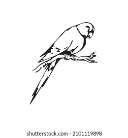 Colección de aves. Colección de adorable arte de la línea de loros de ave dibujada a mano. Negro sobre los pasos vectoriales blancos