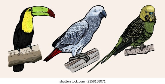 Bird collection hand drawn - Toucan-African gray parrot-Budgerigar