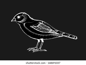 Bird collection  illustration