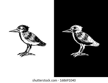 Bird collection  illustration