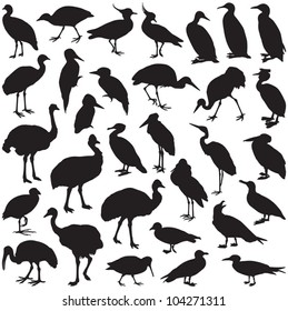 Bird collection - vector silhouette