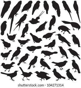 Bird collection - vector silhouette