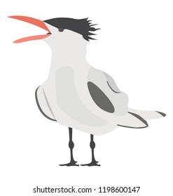 
A bird with colored beak, crested tern 
