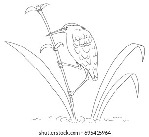 Bird coloring book isolated on white. Bittern is a wading bird sitting on bamboo.