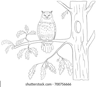 Bird coloring book isolated on white. Owl sitting on a oak tree branch, vector stock illustration.
