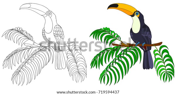 Bird Coloring Book Template Isolated On: เวกเตอร์สต็อก (ปลอดค่า ...