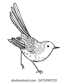 Bird Coloring Book Vector Line Drawing