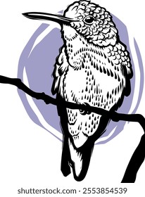 Bird coloring page. Hummingbird illustration White-throated Hummingbird