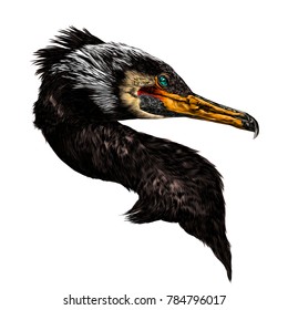 bird cormorant head sketch vector graphics color picture