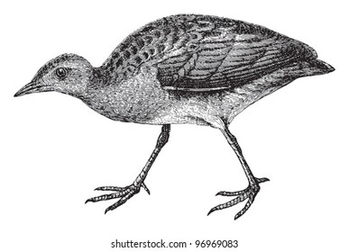 Bird - Corn Crake or Landrail  / vintage illustration from Meyers Konversations-Lexikon 1897