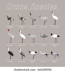 Bird Crane Species Set Cartoon Vector Illustration