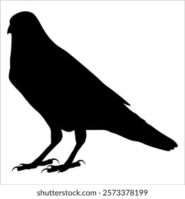 Bird Crow Silhouette Vector illustration