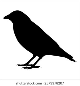 Bird Crow Silhouette Vector illustration