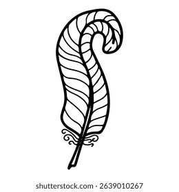 Bird curled feather. Hand drawn doodle vector. Plumage. Animal fluff. Ostrich wing. Natural clothing accessory decoration. Illustration line art element.