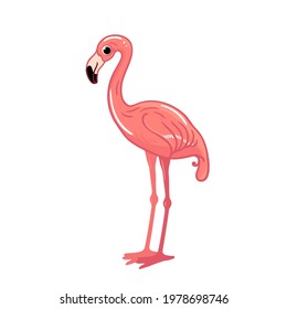 Bird. Cute Flamingo. Vector of cute African animals and birds. A funny character for kids. cartoon animals and birds design flat vector illustration isolated on white background