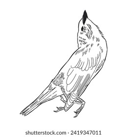 Bird Dead sketch 3 vector line art isolated