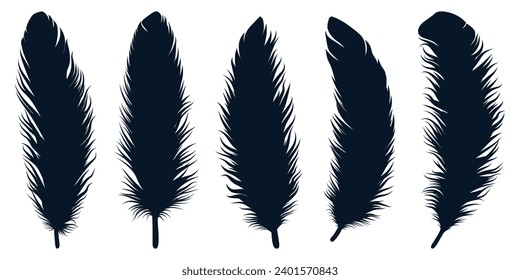 Bird Different types Feathers silhouettes vector art