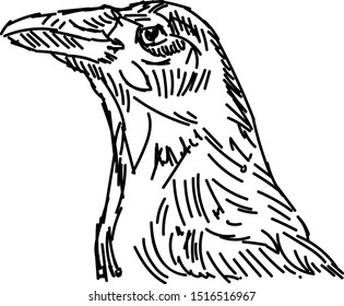 Dibujo de aves, ilustración, vector sobre fondo blanco.