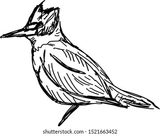 Drawing Pigeon Bird Sitting On Tree Stock Vector (Royalty Free) 1788661487