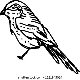 Dibujo de aves, ilustración, vector sobre fondo blanco.