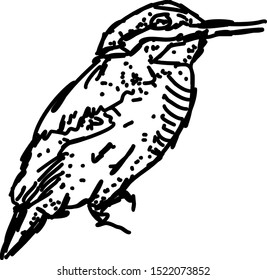 Bird drawing, illustration, vector on white background.