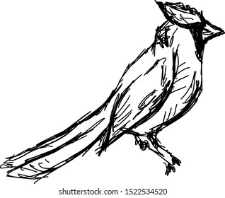 Bird drawing, illustration, vector on white background.