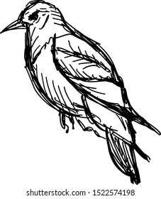 Bird drawing, illustration, vector on white background.