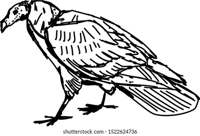 Bird drawing, illustration, vector on white background.