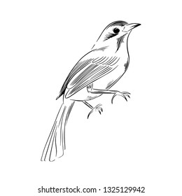Bird drawing with line-art on white backgrounds. Vector