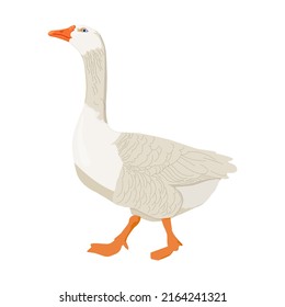 bird duck goose vector illustration