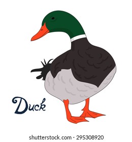 Bird duck vector illustration