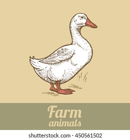 Bird duck. Vector illustration of a series - farm birds isolated. Poultry colored print. Style vintage engraving. Template for creating packaging design farm products and signage natural food stores.