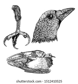 Bird eagle feet, crow or raven head and dead bird stylized drawing. Decorative hawk leg totem, magic spells supplies. Black and white drawing by hand. Witchcraft Illustration for Halloween.