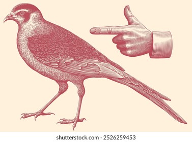 Bird. Editable hand drawn illustration. Vector vintage engraving. Isolated on light background. 8 EPS