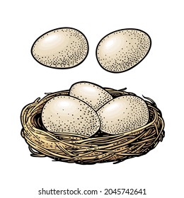 Huevos de pájaro en el nido. Ilustración de grabado vintage de color vectorial. Aislado sobre fondo blanco. Elemento de tinta de diseño dibujado a mano para el afiche Feliz Pascua