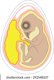 Bird Embryo