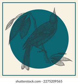 Tarjeta de ilustración de grabado de aves en colores azules. Fauna vintage y flora artística. Tanager monocromo en la rama