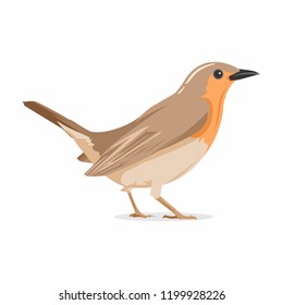 Bird European Robin Vector Illustration