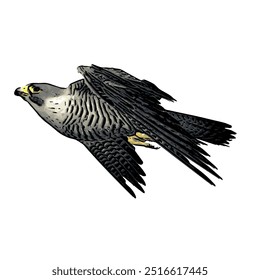 Falcão de pássaro, falconary pregrinus super rápido voando ícone de logotipo design de modelo 