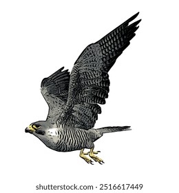 Falcão de pássaro, falconary pregrinus super rápido voando ícone de logotipo design de modelo 