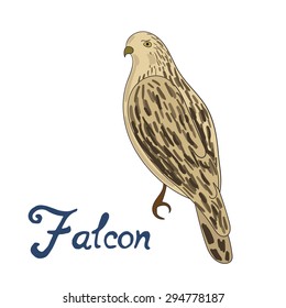 Bird falcon vector illustration