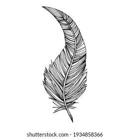 Bird feather. Black and white illustration on a white background.