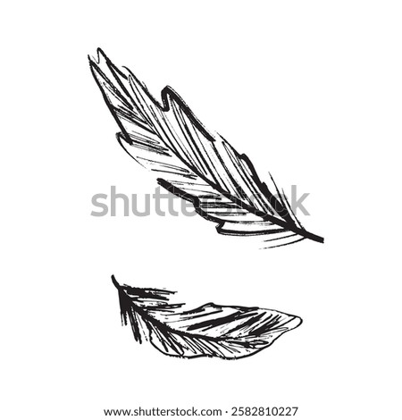 Bird feather drawing in black brush stroke texture isolated on white background. Hand drawn vector sketch illustration in vintage charcoal ink. Bird part, weightless symbol, pillow filling